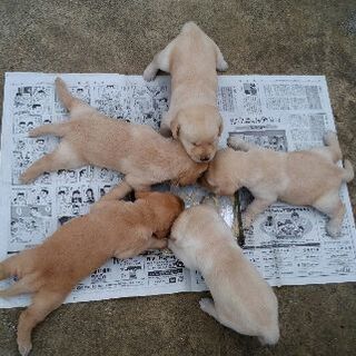 5月19日に生まれたラブラドールの子犬達です。