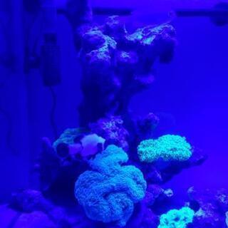 海水魚生体、魚用品