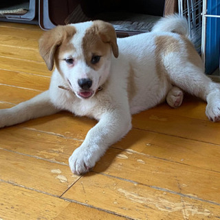 トライアル開始❣️子犬のポチ君の里親募集