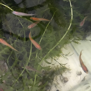 熱帯魚 ガラルファ(ドクターフィッシュ)誰か余っていませんか。フ...