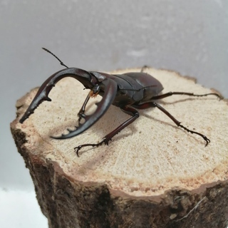 【交渉中】水牛型ノコギリクワガタ ♂のみ　（郡家町周辺で手渡し限定）