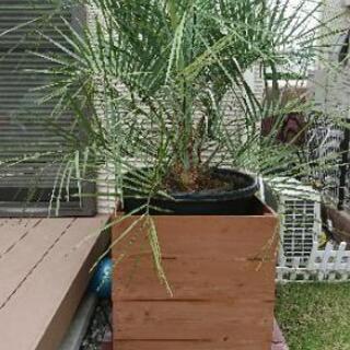 ヤシの木【ココスヤシ2ポット＆ワシントンヤシ2ポット】人気コラボ/セット販売！ ヤシの木が映えるドライガーデン T 様邸 ワシントンヤシ ドライ