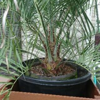 ココス ヤシ 送料込み ココスヤシ シルバーリーフ ヤシの木 庭木 庭 ロックガーデン