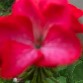 多年草　ゼラニウム  写真よりピンク色