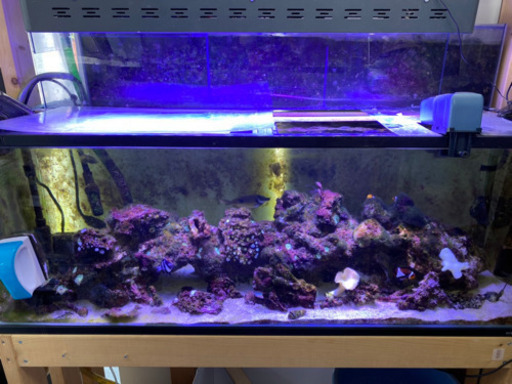 海水魚　水槽一式　120cm フルセット