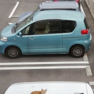 猫白血病で余命２年くらいの野良猫ですが