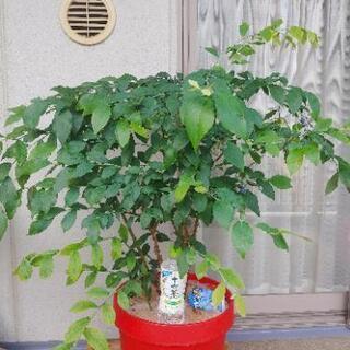ブルーベリー　苗木　大苗　家庭菜園