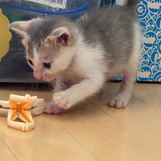 保護猫２匹です！写真追加していきます(^^)