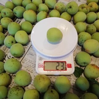 とれたて南高梅(Lサイズ)