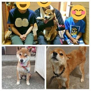 ペット(犬猫)や飼い主さんへのサポートボランティア - メンバー募集
