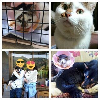 ペット(犬猫)や飼い主さんへのサポートボランティア − 大分県