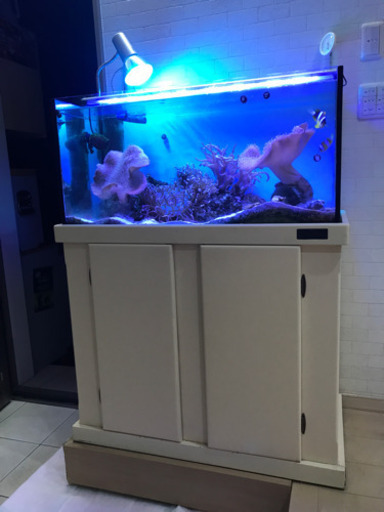 海水魚飼育一式
