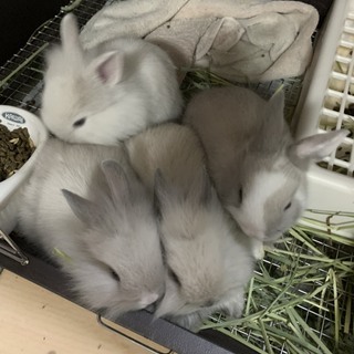 うさぎの里親募集　（ライオンドワーフ：生後1カ月）
