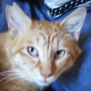 怪我をした地域猫の画像