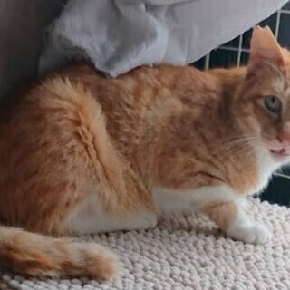 怪我をした地域猫 - 三郷市