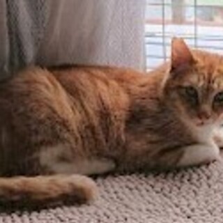 怪我をした地域猫 - 猫