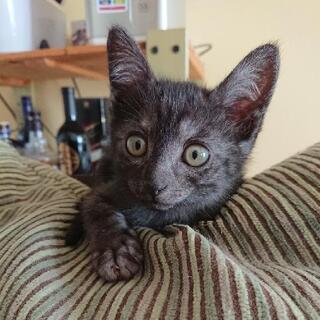 子猫の里親募集