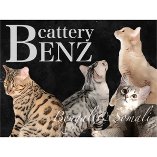 ✨北海道 札幌 ベンガル ソマリ ブリーダー 直販  ベンズ BENZ✨の画像