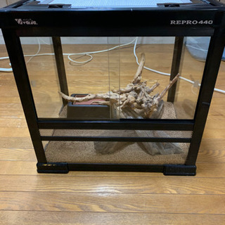 爬虫類飼育セット Amazon | エキゾテラ GEX EXOTERRA フトアゴヒゲトカゲ&リクガメ