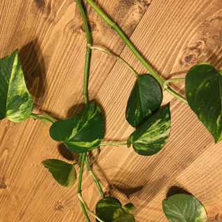 植物　ポトス1mにつき10円