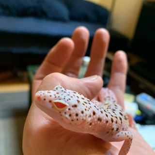 交渉中⚠︎レオパ  ステルス♀