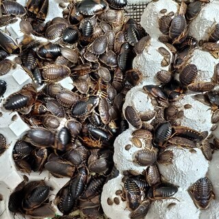 デュビア サイズ色々 フトアゴ, レオパ・ 爬虫類の餌の画像