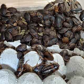 デュビア サイズ色々 フトアゴ, レオパ・ 爬虫類の餌の画像