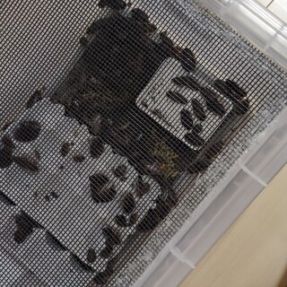 デュビア サイズ色々 フトアゴ, レオパ・ 爬虫類の餌