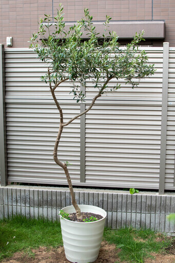 オリーブの木　大型鉢植え（1）