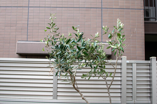 オリーブの木　大型鉢植え