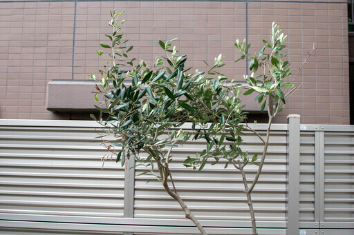 オリーブの木　大型鉢植え