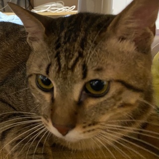 2匹の兄弟猫の里親募集しております