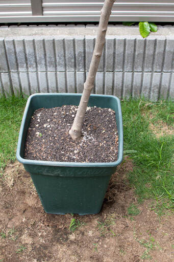 オリーブの木　大型鉢植え