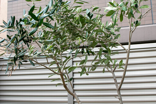 オリーブの木　大型鉢植え