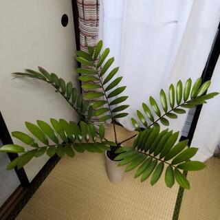 観葉植物　ザミア　ハイドロカルチ