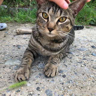 公園に捨てられていました。4匹のオス猫　人懐っこいです。