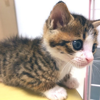 子猫の里親さん　　　　一時募集停止中