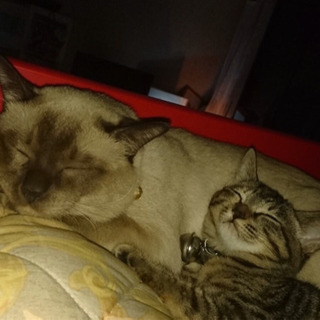 シャム猫とアメリカン猫