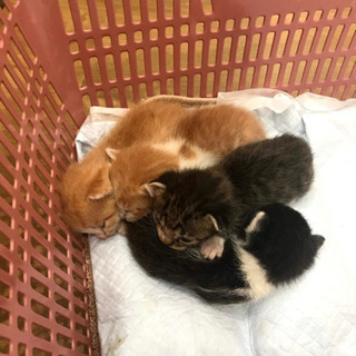 猫のエサ、ティッシュ、など寄付していただきたいです