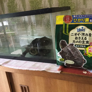 亀　水槽　餌付き　どなたかお願いできませんかー!
