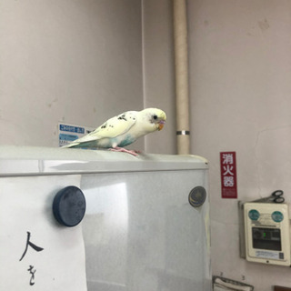 インコ