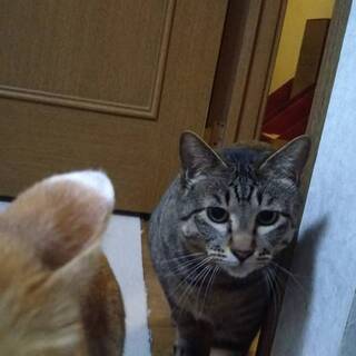 飼い主闘病中につき里親募集です