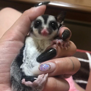 一モモンガ