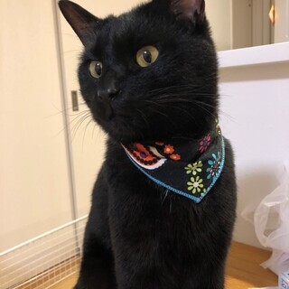 黒猫オス1～3歳の家族募集！