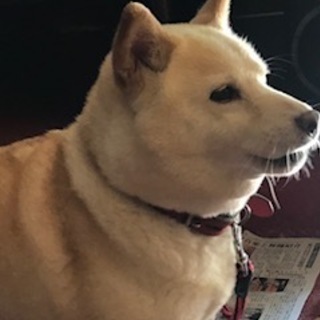 柴犬女の子です。