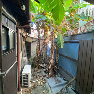 植木　あげますの画像