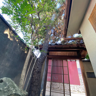 植木　あげますの画像