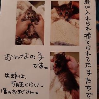 頑張って生きた仔猫里親様募集☆