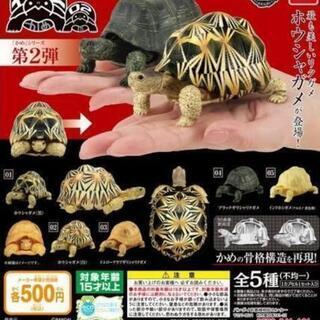 ガチャポン　カプキャラ　亀骨格