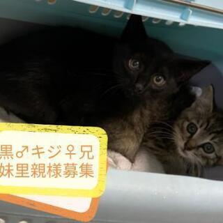 2ヶ月黒♂キジトラ♀里親様決定しました。